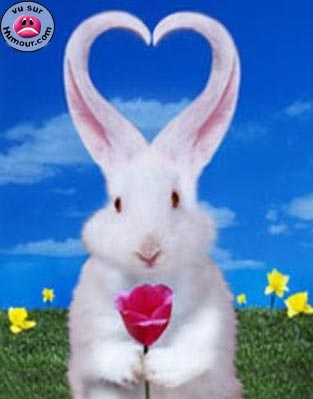 Tit' lapin