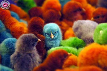 Poussins colorés !!!