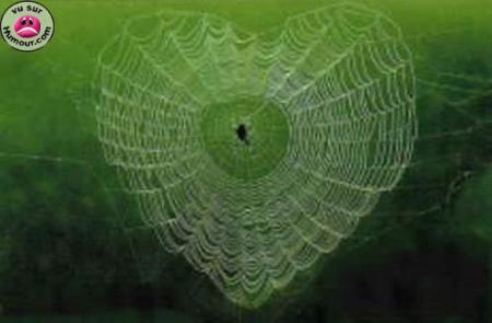 Araignée amoureuse