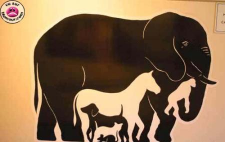 Animaux