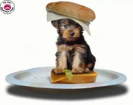HAMBURGER